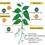 Vie de la plante