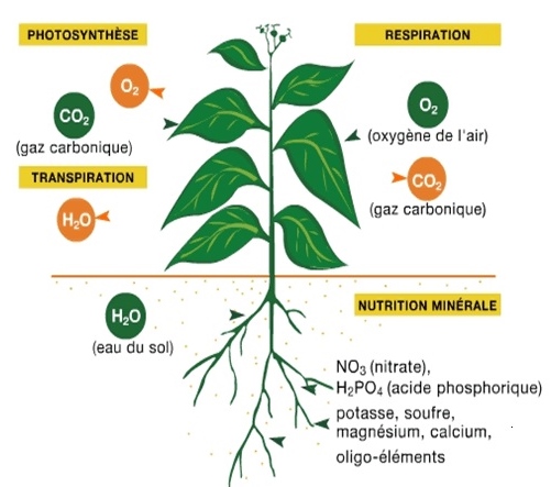 Vie de la plante