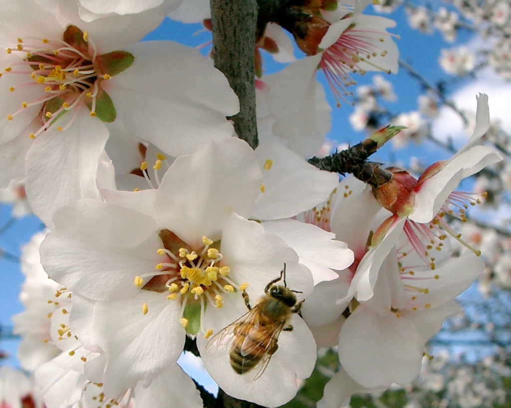 abeille sur cerisier