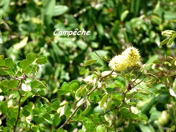 campche-en-fleurs-L