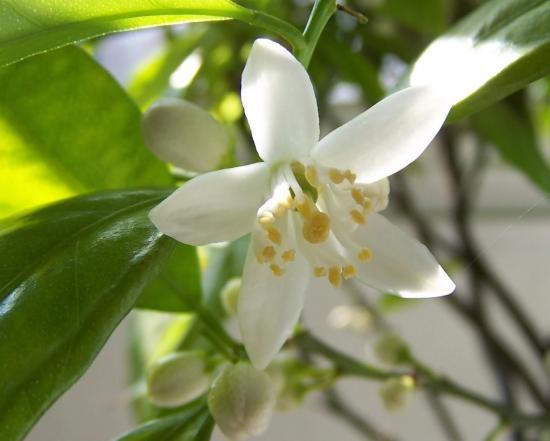 Fleur de clémentinier