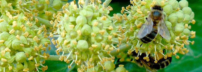 fleurs-de-lierre-arborescent