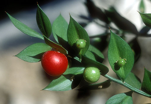 Ruscus