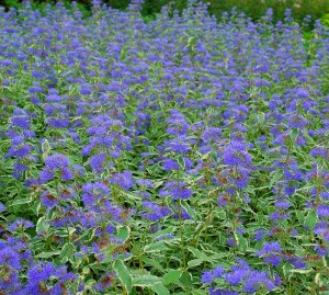 Caryopteris