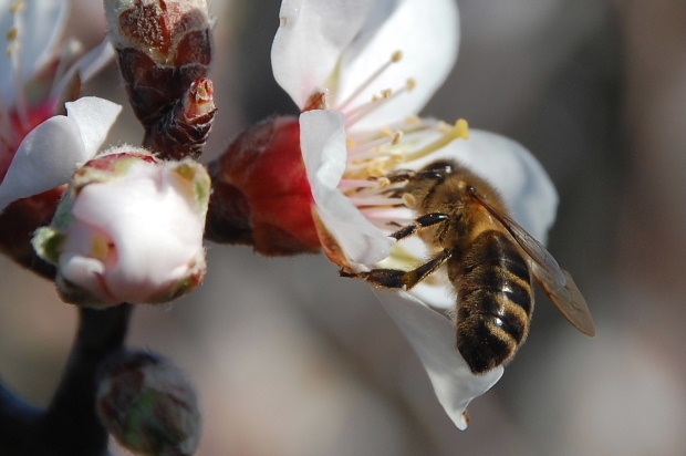 Abeille sur fleur d'amandier