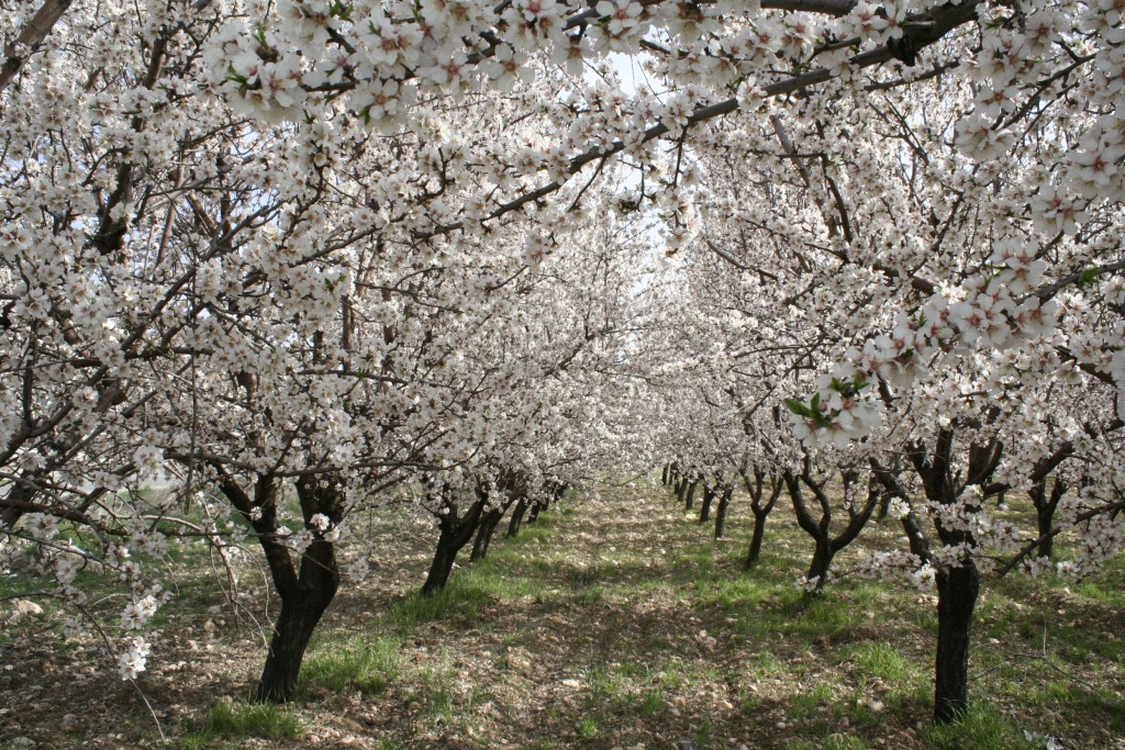 Amandiers en fleurs