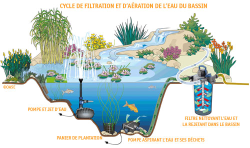 Bassin aménagé