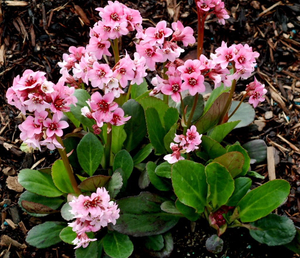 Bergenia