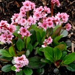 Bergenia