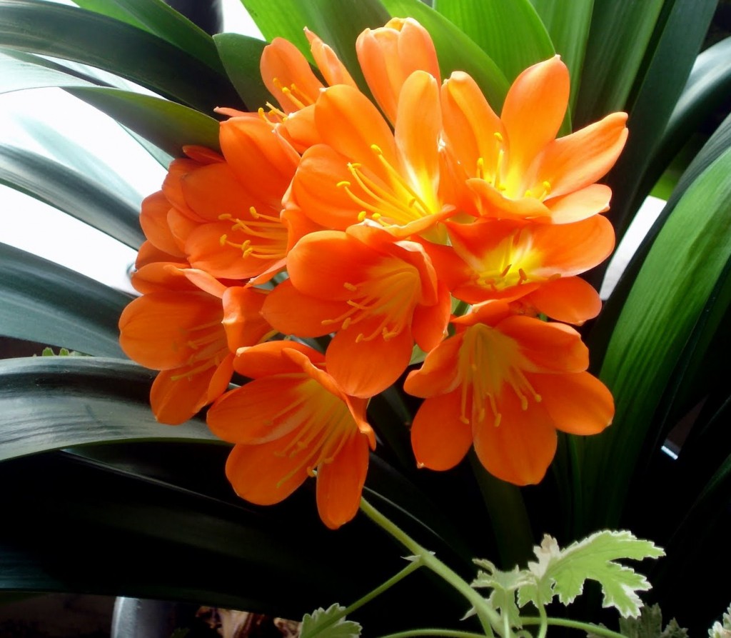 Clivia (2)