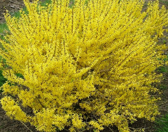 Forsythia