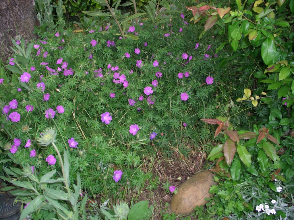 Géranium sauvage