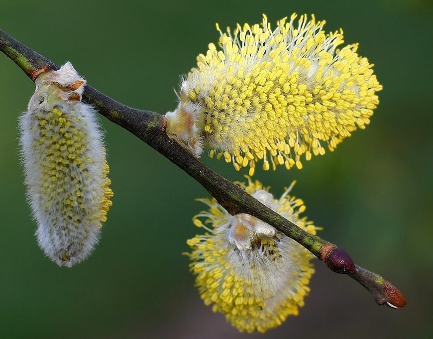 Chatons de saule