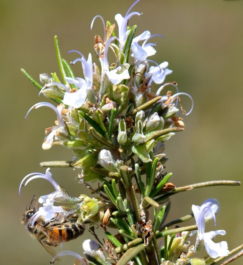 Abeille sur fleur de romarin