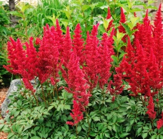 Astilbe