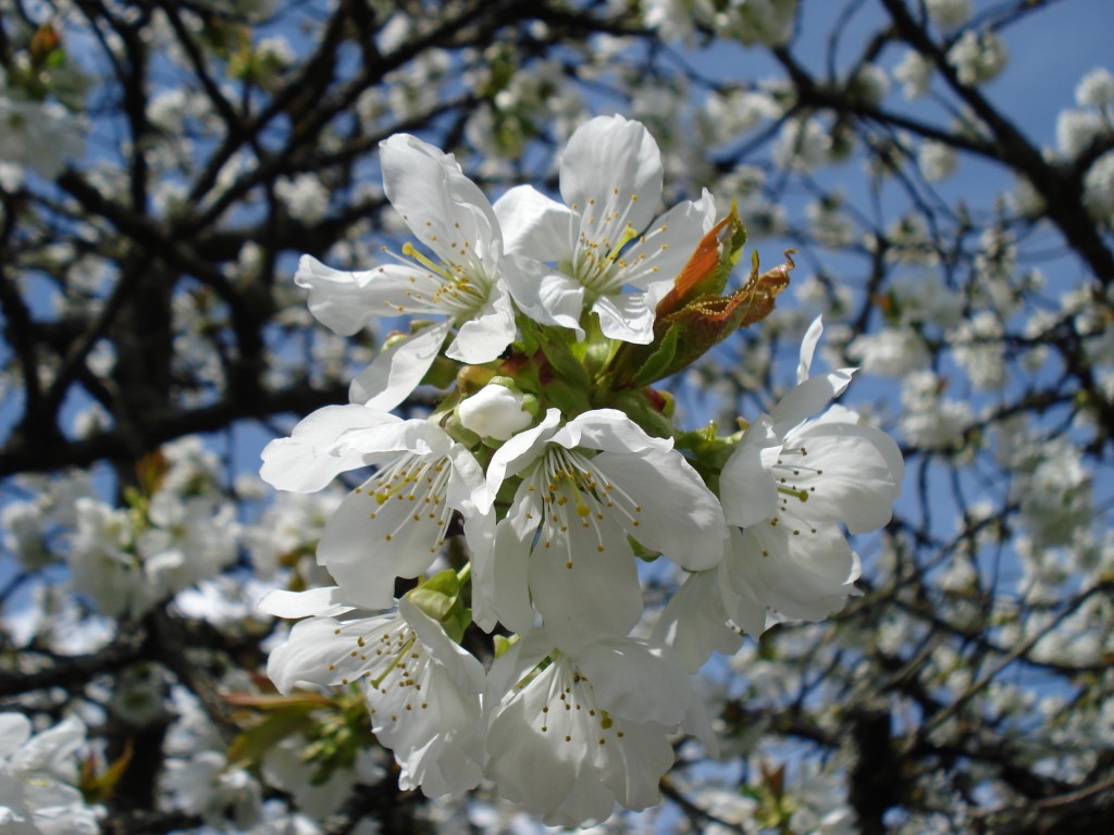 Cerisiers fleuris