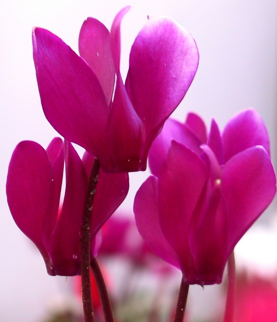 Cyclamen