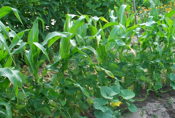 Maïs, haricots et courges