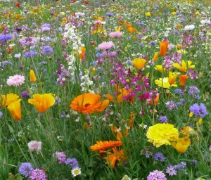 Prairie fleurie