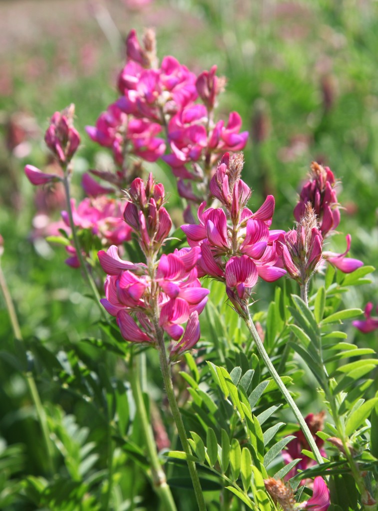 Sainfoin