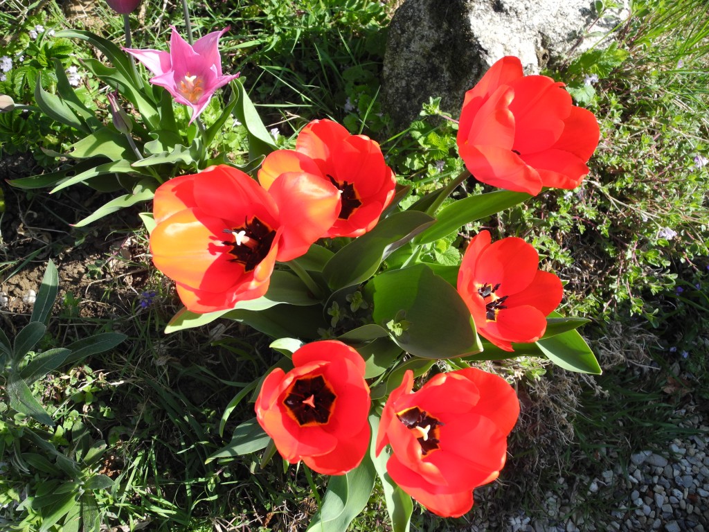 Tulipes