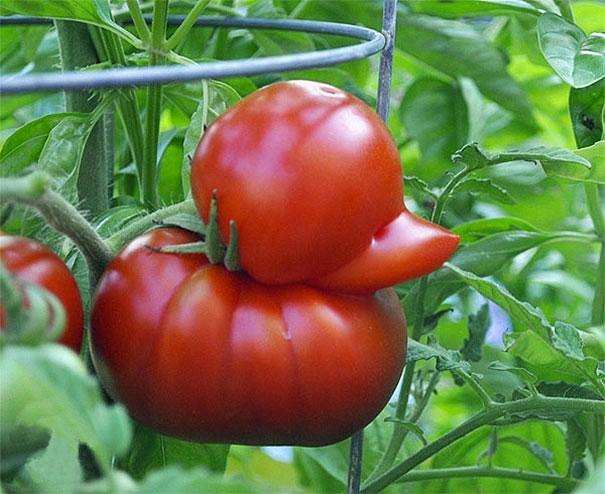 Tomate étrange