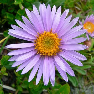 Aster