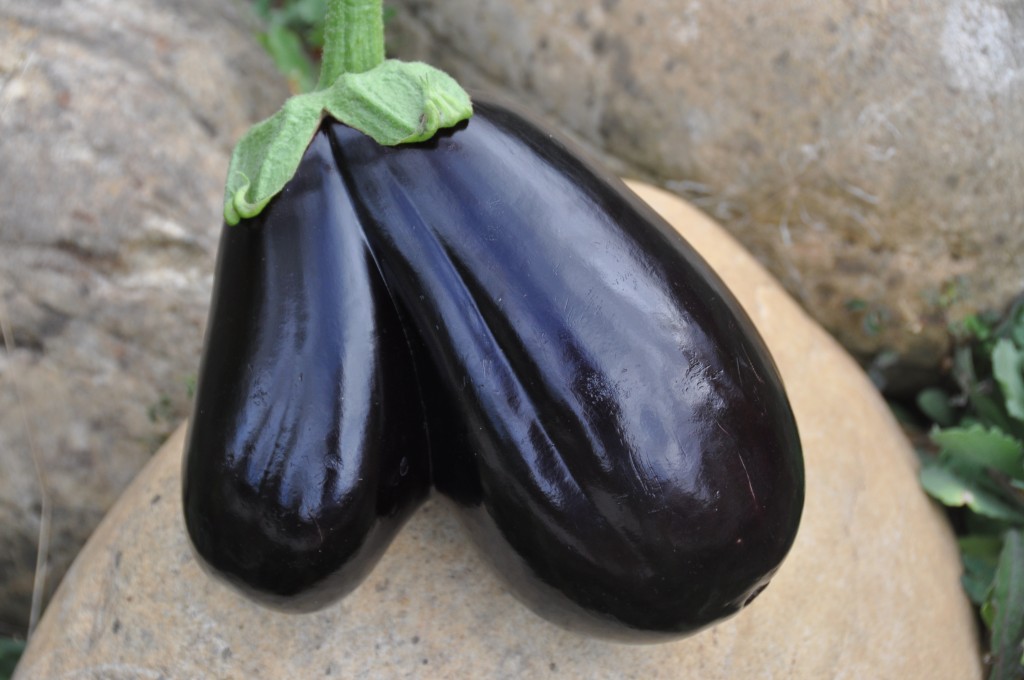 Aubergine malformée