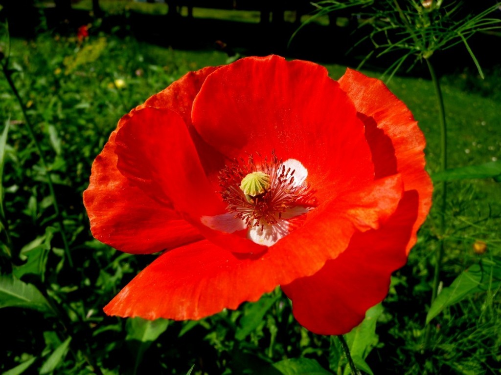 Coquelicot d'or