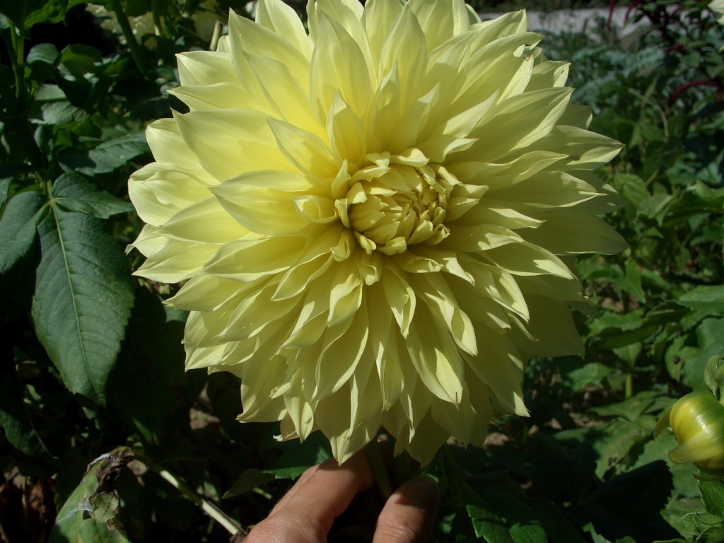 Dahlia