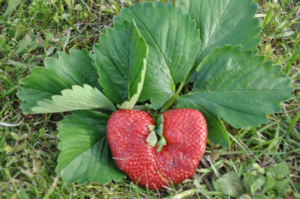 Fraise déformée