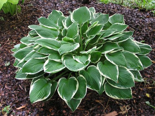 Hosta