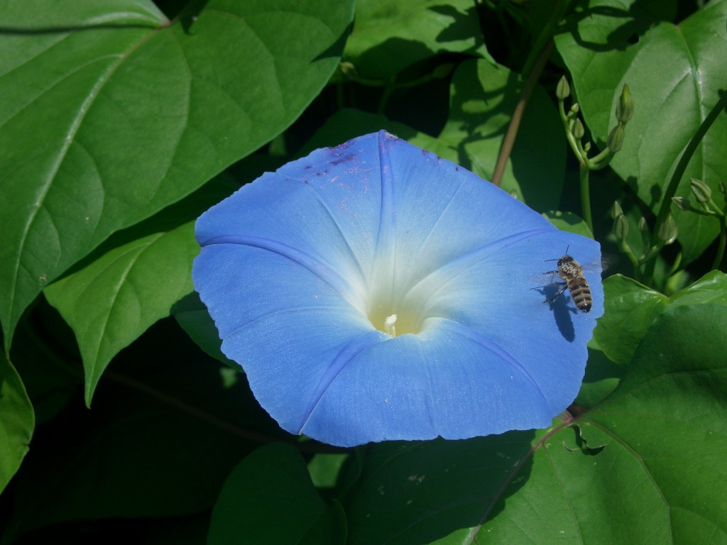 Abeille sur ipomée