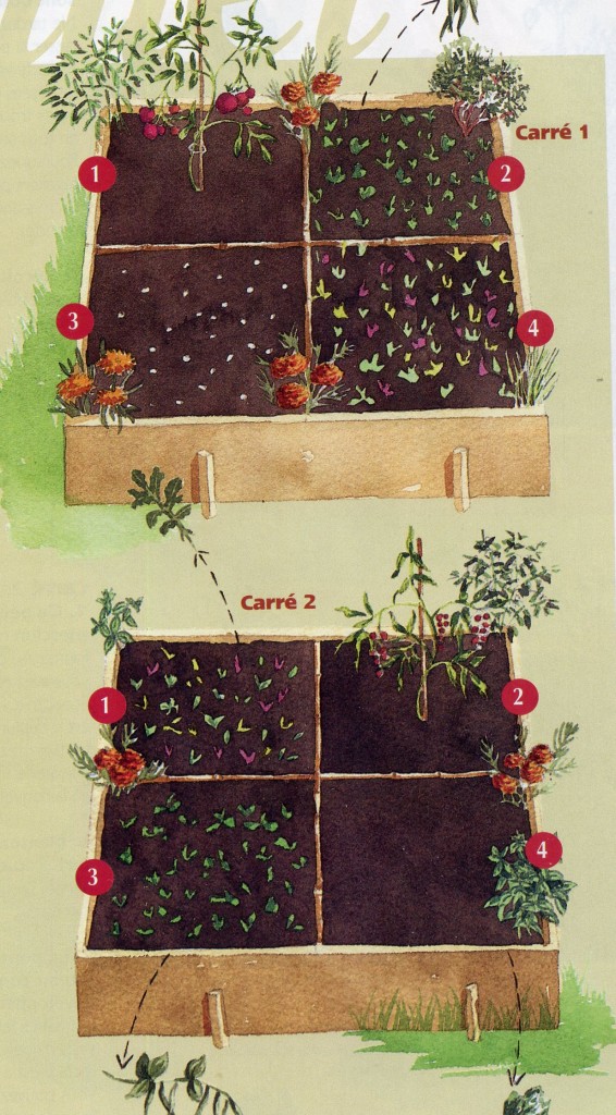 Mini-potager en juin-juillet