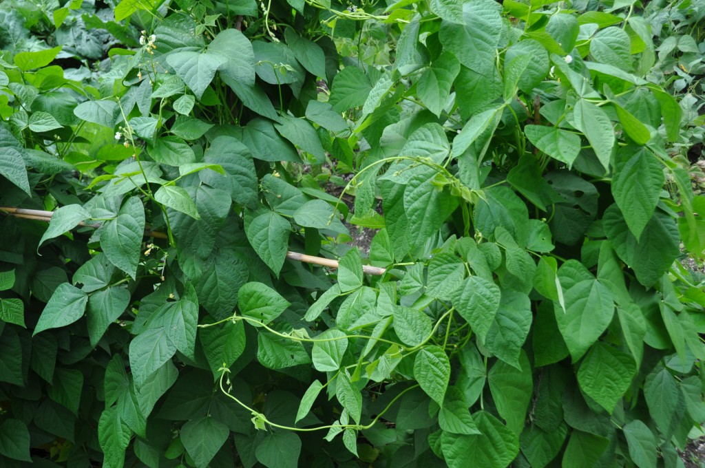 Haricots verts