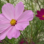 Cosmos