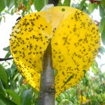 Pièges à mouches