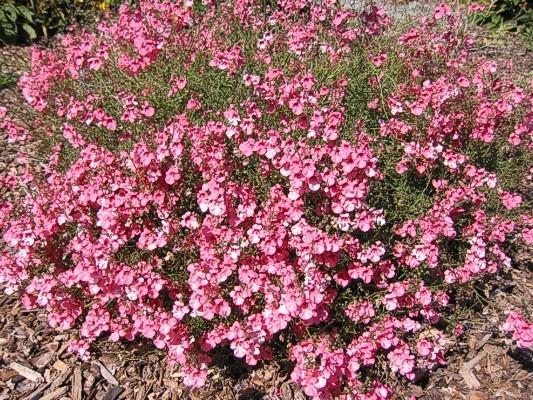 Diascia