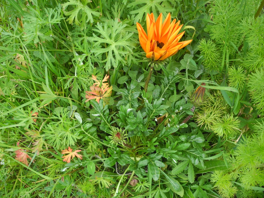 Gazania