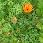 Gazania