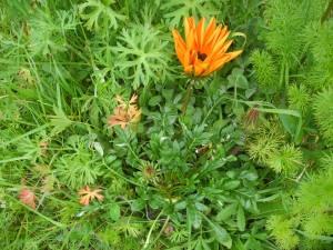 Gazania