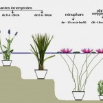 Plantes pour bassin