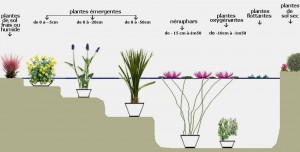 Plantes pour bassin