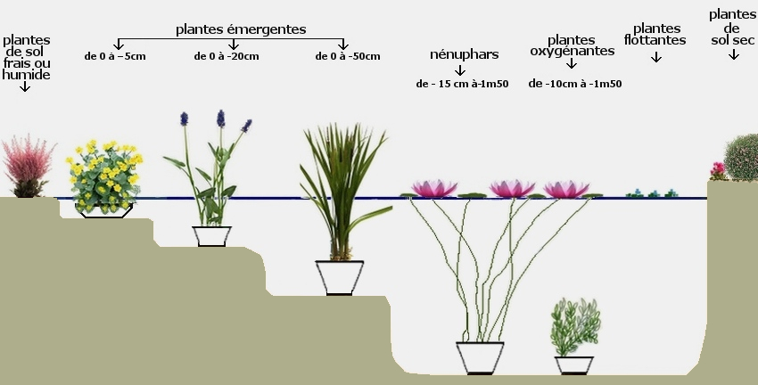 Plantes pour bassin