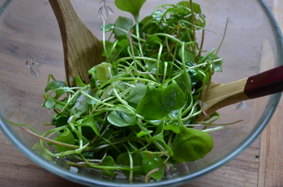 Salade de pourpier