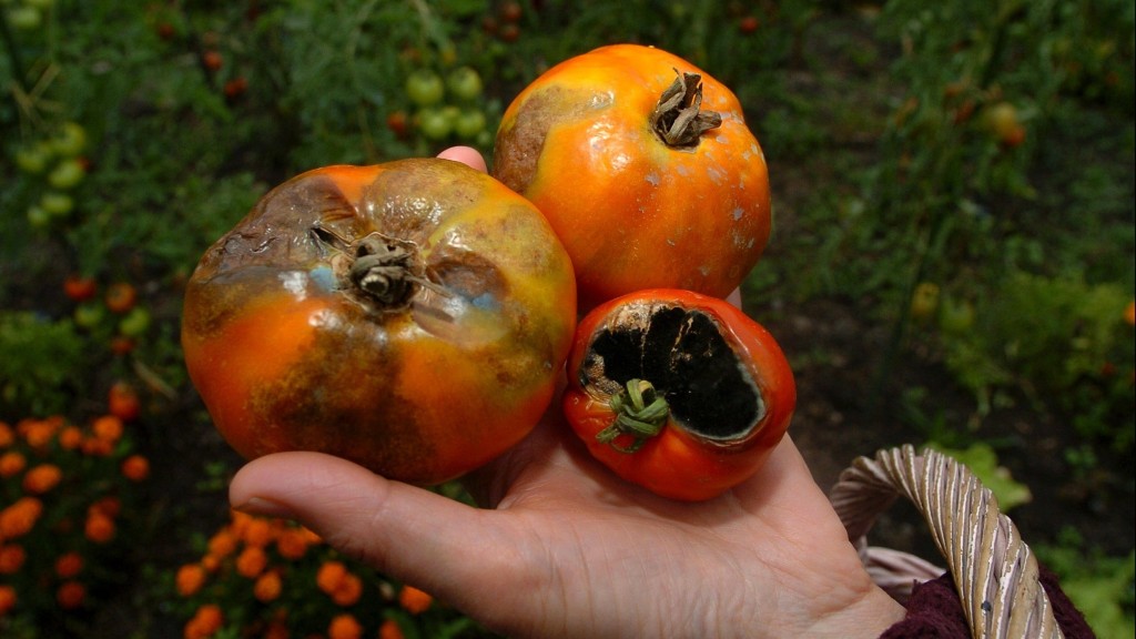 Tomates victimes du mildiou