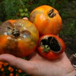 Tomates victimes du mildiou
