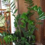 Zamioculcas