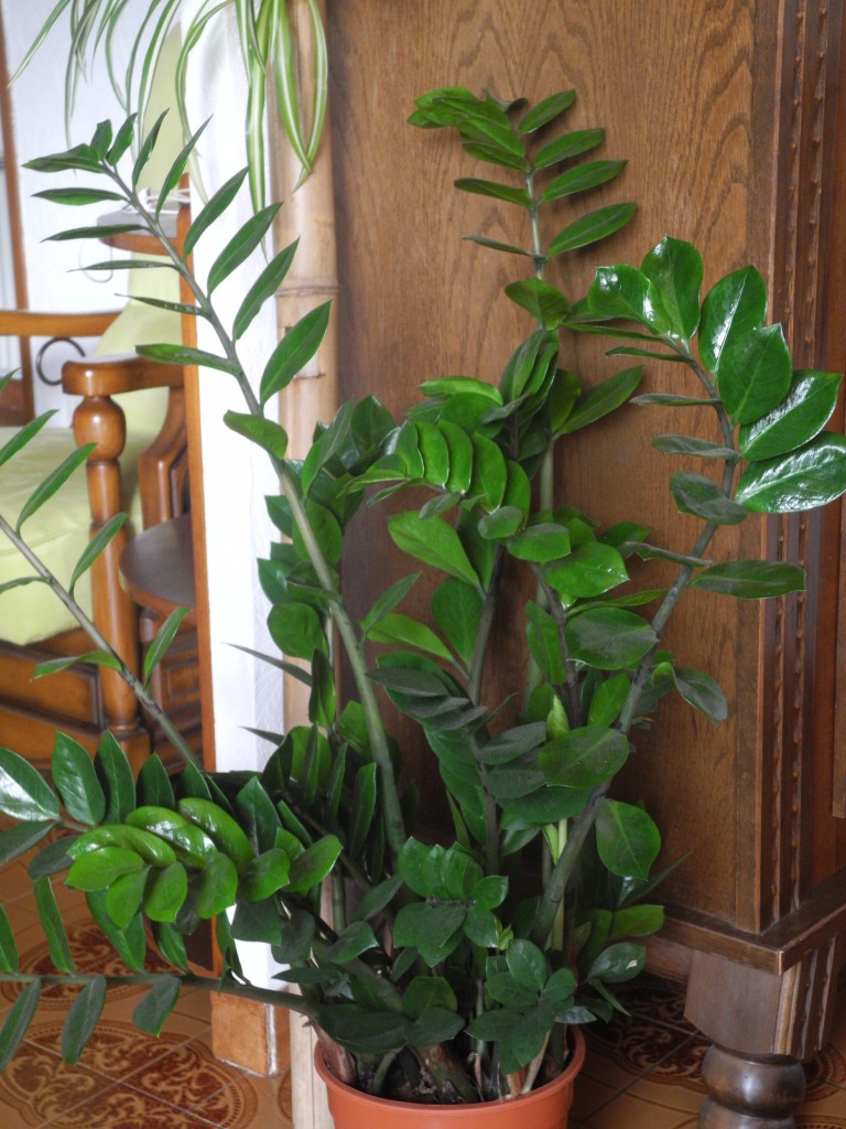 Zamioculcas