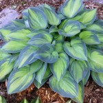Hosta